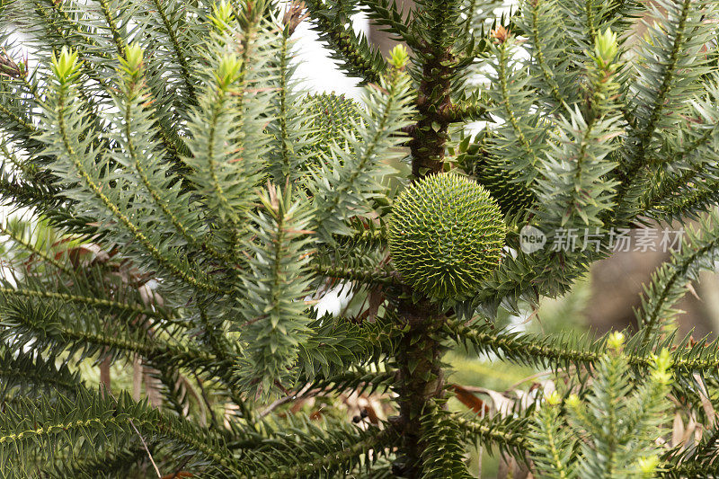 Parana Pine (Araucaria angustifolia)雌球果